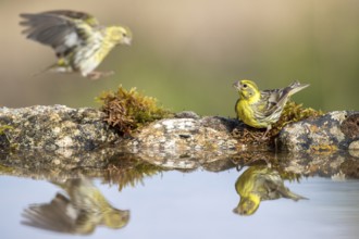 European Serin (Serinus serinus) male at a waterhole, Alicante, Spain