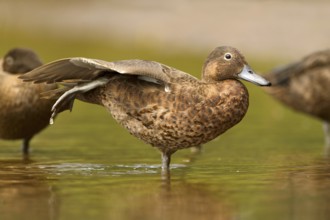 Brown Teal (Anas chlorotis) female, North Island, New Zealand