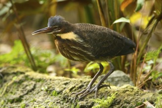 Black Bittern (Dupetor flavicollis), Singapore