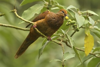 Brown Cuckoo-Dove (Macropygia phasianella), Queensland, Australien