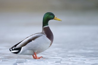 Mallard (Anas platyrhynchos) male, St. Gallen, Switzerland