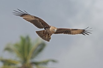 Brahminy Kite (Haliastur indus) juvenile flying, Goa, India
