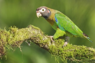 Brown-hooded Parrot (Pyrilia haematotis) perched on a branch in Costa Rica