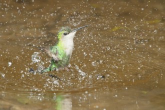 Violet-crowned Woodnymph (Thalurania columbica) flying and bathing in a small stream in Costa Rica
