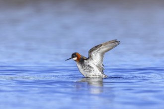 Red-necked phalarope, northern phalarope (Phalaropus lobatus) adult female in breeding plumage