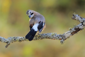 Eurasian Jay (Garrulus glandarius) preening, Andalusia, Spain