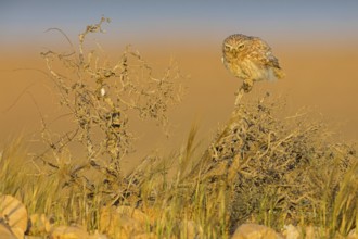 Steinkauz, Little Owl, Athene noctua, Chevêche d'Athéna, Chouette chevèche, Mochuelo Europeo,