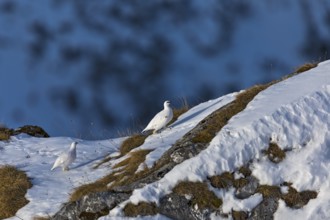 Rock Ptarmigan (Lagopus muta), Tyrol, Austria