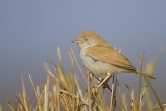 African Desert Warbler - Saharagrasmücke - Sylvia deserti, Morocco