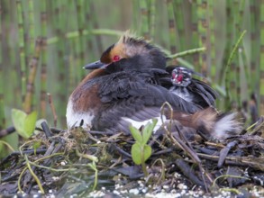 Horned Grebe (Podiceps auritus) on nest with chick, Sweden