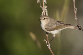 Siberian Chiffchaff - Taigazilpzalp - Phylloscopus tristis, Russia (Ural)