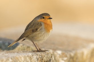 European Robin - Rotkehlchen - Erithacus rubecula ssp. rubecula, Spain
