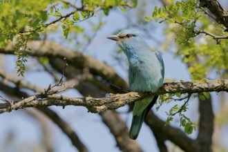 European Roller (Coracias garrulus) perched on a branch, Puszta, Hungary