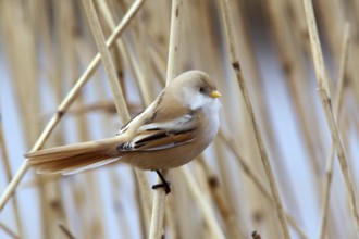 Bearded Reedling (Panurus biarmicus) female perched on reed, Mecklenburg-Western, Pomerania,