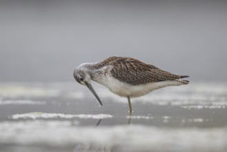 Common Greenshank (Tringa nebularia), North Rhine-Westphalia, Germany