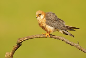 Red-footed Falcon, Falco vespertinus, bird sitting on branch with clear green background, cleaning