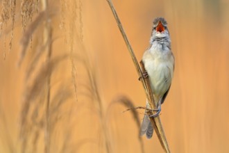 Drosselrohrsänger, Great Reed Warbler, Great Reed-Warbler, Acrocephalus arundinaceus, Rousserolle