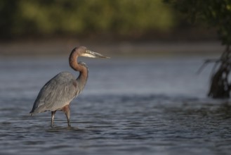 Goliath Heron (Ardea goliath), Senegal
