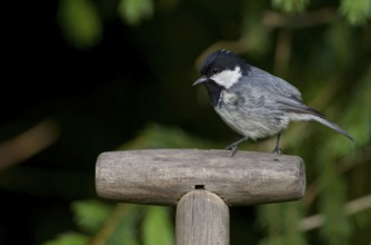 Coal Tit (Periparus ater), Saxony, Germany