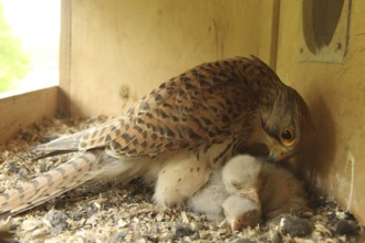 Common Kestrel (Falco tinnunculus) chick, Lower Saxony, Germany