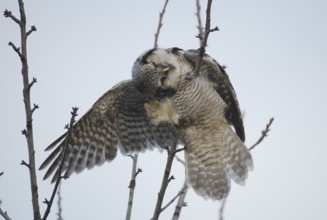 Northern Hawk-Owl (Surnia ulula), Saxony, Germany