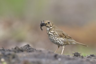 Song Thrush (Turdus philomelos), Netherlands