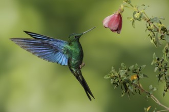 Great Saphirewing (Pterophanes cyanopterus) flying and feeding at a flower in the mountains of