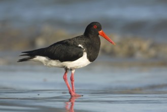 Pied Oystercatcher (Haematopus longirostris) foraging at shoreline, Victoria, Australia