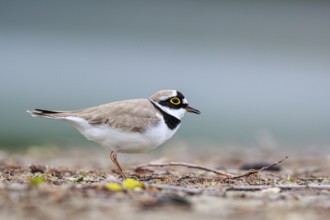 Little Ringed Plover (Charadrius dubius) male, North Rhine-Westphalia, Germany