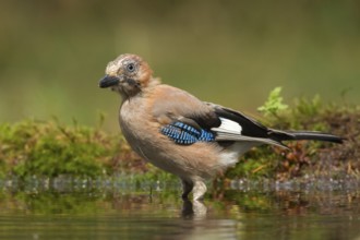 Eurasian Jay (Garrulus glandarius) juvenile, Utrecht, Netherlands