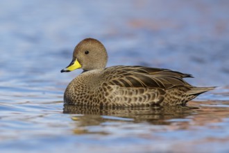 South Georgia Pintail (Anas georgica georgica) swimming in the ocean near South Georgia Island