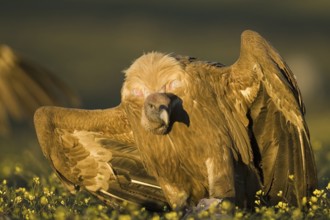 Griffon Vulture (Gyps fulvus), Castile-La Mancha, Spain