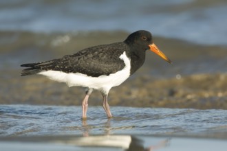 Pied Oystercatcher (Haematopus longirostris) juvenile foraging at shoreline, Victoria, Australia
