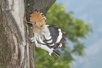 Eurasian Hoopoe (Upupa epops) at nest hole, Aosta Valley, Italy