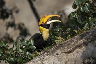 Great Hornbill (Buceros bicornis) female, Manas National Park, Bhutan