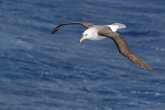 Black-browed Albatross (Thalassarche melanophris) flying over the ocean searching for food near