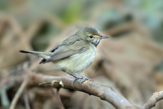 Tytler's Leaf Warbler (Phylloscopus tytleri) perched on a branch, Kerala, India
