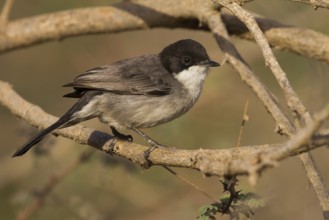 Arabian Warbler (Sylvia leucomelaena) perched on a branch, Oman