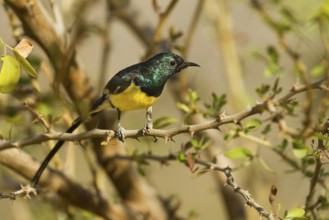 Nile Valley Sunbird (Hedydipna metallica) male, Oman