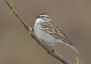 Chipping Sparrow (Spizella passerina), Saskatchewan, Canada