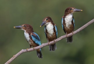 White-throated Kingfisher (Halcyon smyrnensis) juveniles perched on a branch, Penang, Malaysia
