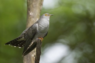 Common Cuckoo (Cuculus canorus) male perched on a branch, Tuscany, Italy