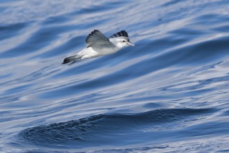 Fairy Prion (Pachyptila turtur) flying, Victoria, Australia