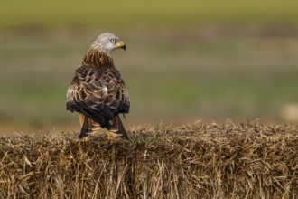 Red Kite (Milvus milvus), perched on a bale, Castile and Leon, Spain