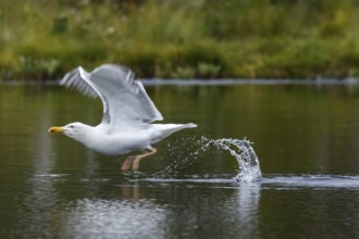 European Herring Gull (Larus argentatus), on lake, Kainuu, Finland