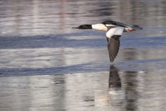 Common Merganser (Mergus merganser) male flying, Mecklenburg-Western Pomerania, Germany