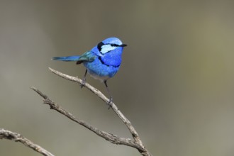 Splendid Fairywren (Malurus splendens callainus) male, Victoria, Australia