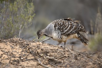Malleefowl (Leipoa ocellata), Victoria, Australia