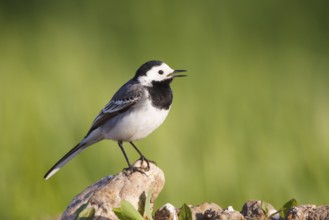 White Wagtail (Motacilla alba) singing, North Rhine-Westphalia, Germany
