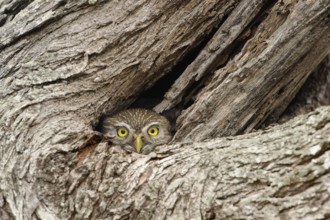 Ferruginous Pygmy Owl (Glaucidium brasilianum), Texas, USA